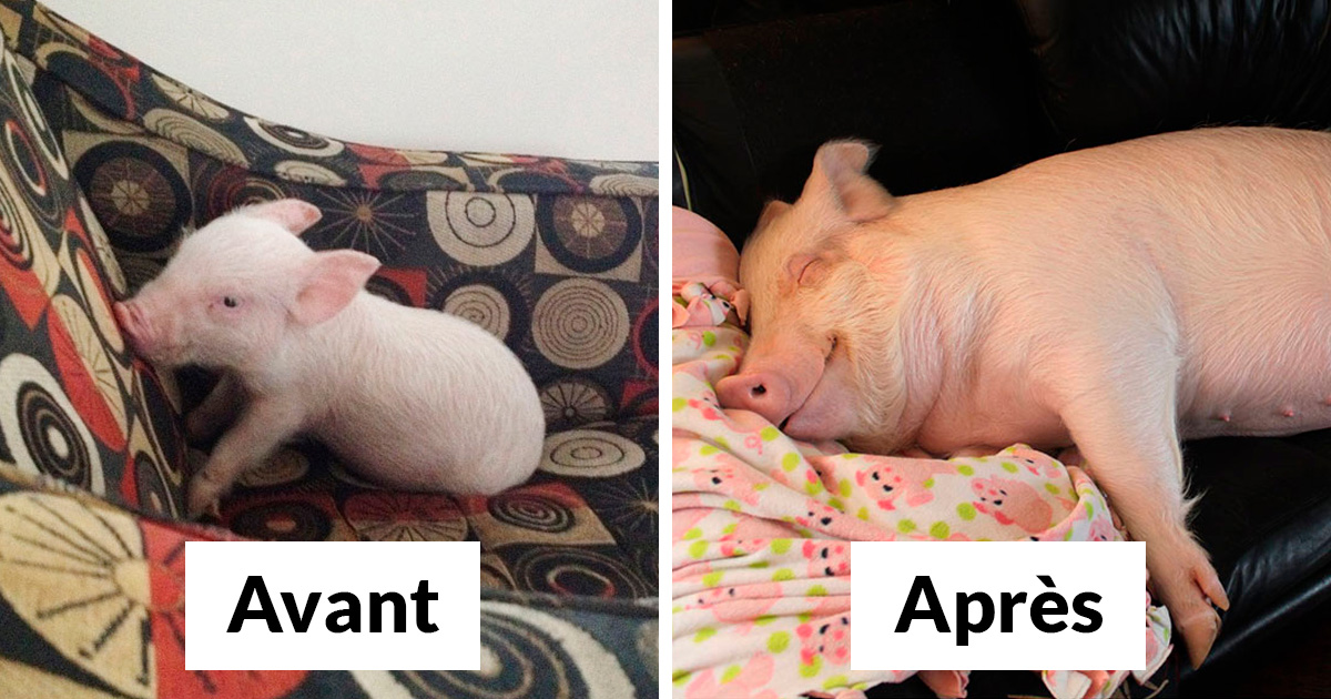 Nos conseils pour adopter un cochon domestique !