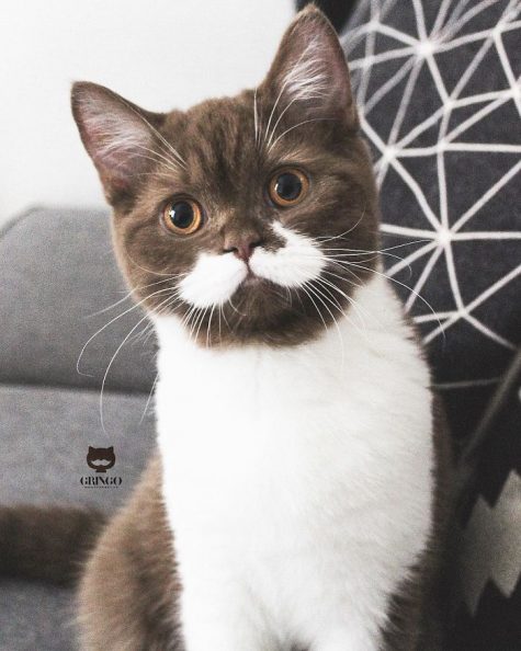 https://www.ipnoze.com/wp-content/uploads/2019/05/chat-moustache-blanche-gringo-017-475x594.jpg