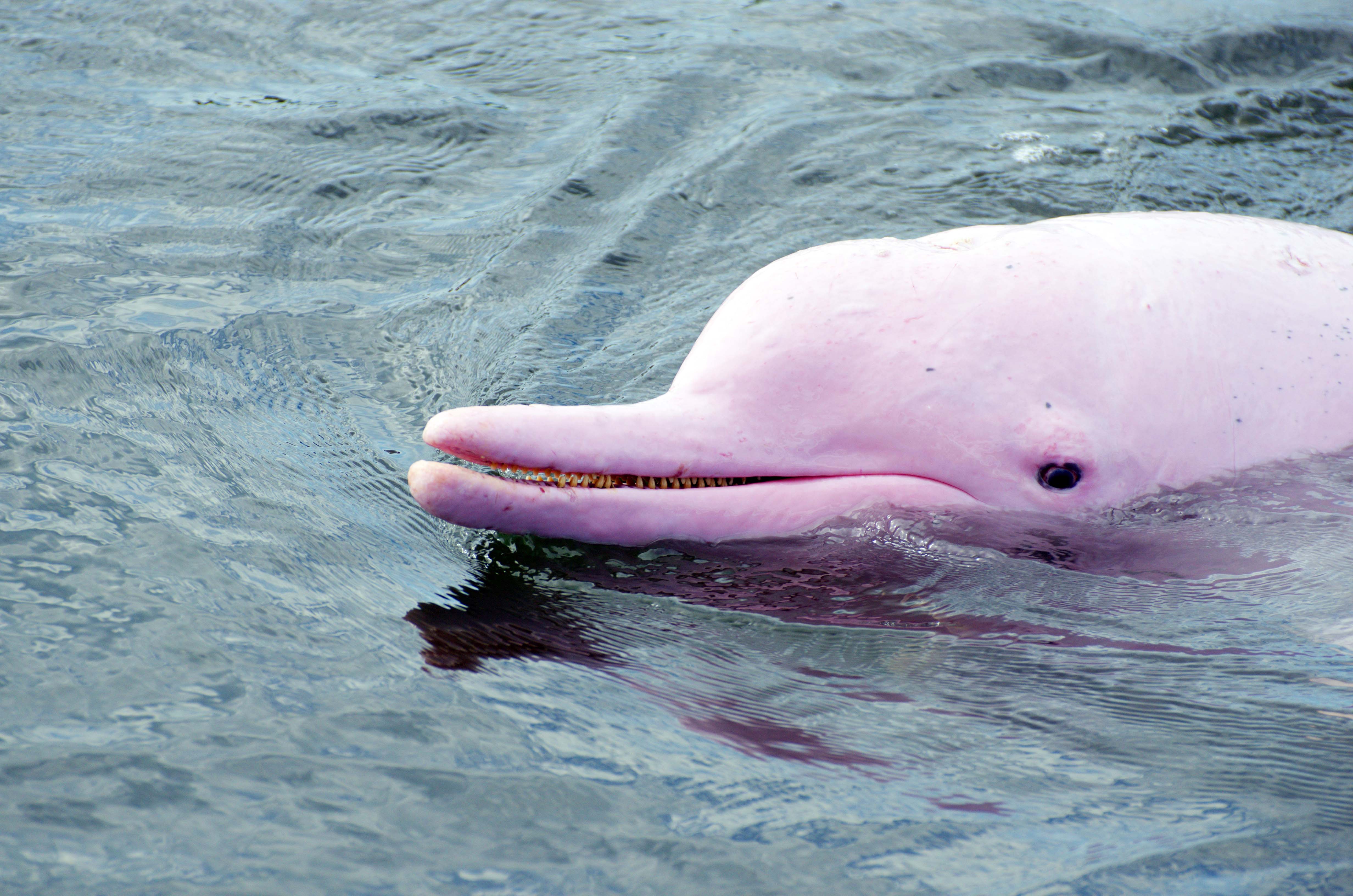 Амазонский дельфин 4. Амазонский розовый Дельфин. Розовыми амазонскими речными дельфинами. Амазонский Дельфин речные дельфины. Пресноводный амазонский Речной Дельфин.