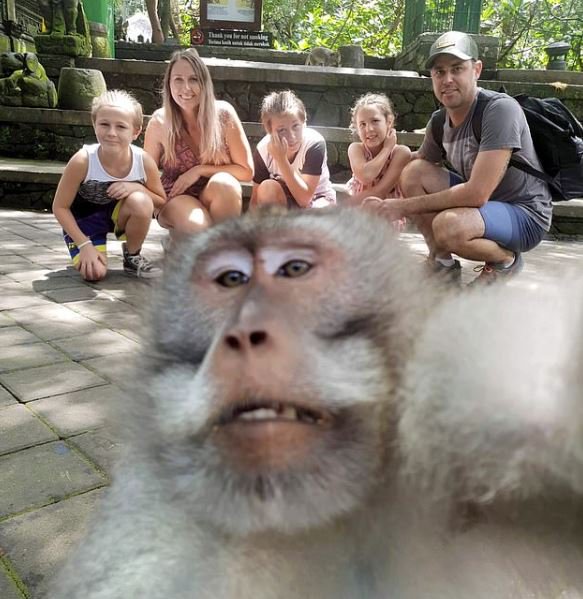 Un singe vole un appareil photo pour faire un doigt d'honneur !