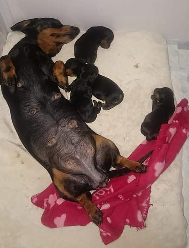 https://www.ipnoze.com/wp-content/uploads/2019/07/adolescent-prend-photo-parfaite-16-teckels-paires-009-640x842.jpg
