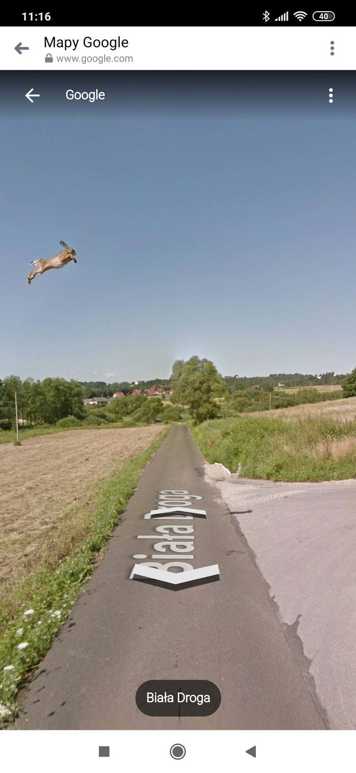 https://www.ipnoze.com/wp-content/uploads/2019/07/animaux-sur-google-street-view-005.jpg