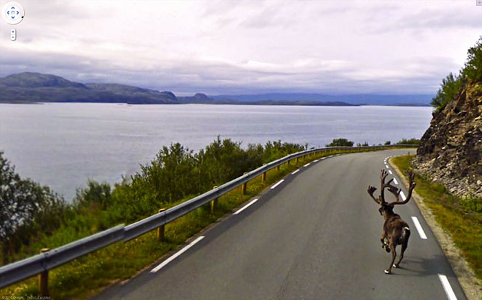 https://www.ipnoze.com/wp-content/uploads/2019/07/animaux-sur-google-street-view-008.jpg