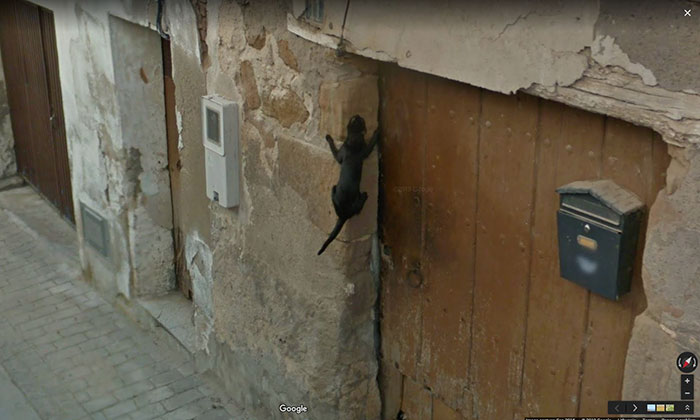 https://www.ipnoze.com/wp-content/uploads/2019/07/animaux-sur-google-street-view-012.jpg