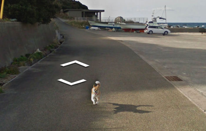 https://www.ipnoze.com/wp-content/uploads/2019/07/animaux-sur-google-street-view-019.jpg