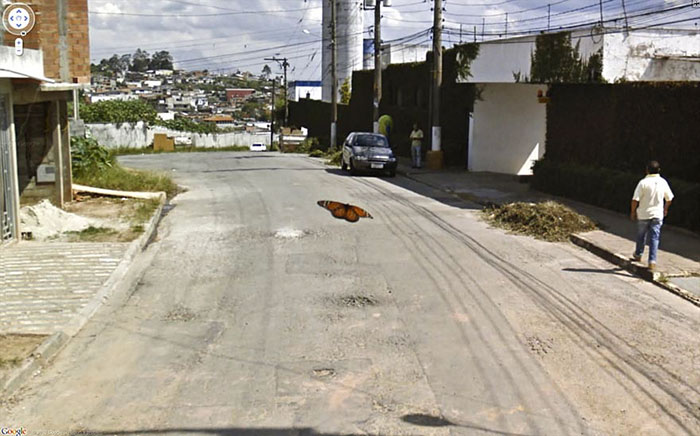 https://www.ipnoze.com/wp-content/uploads/2019/07/animaux-sur-google-street-view-022.jpg