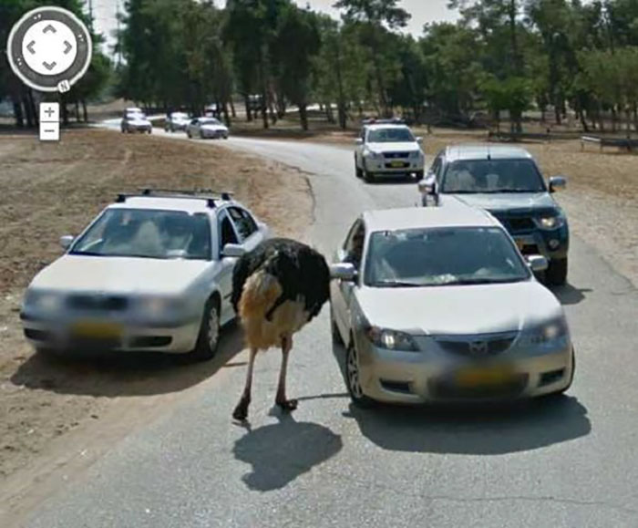 https://www.ipnoze.com/wp-content/uploads/2019/07/animaux-sur-google-street-view-024.jpg