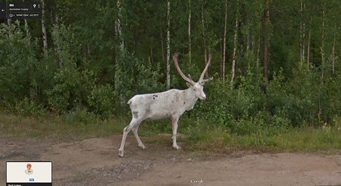 https://www.ipnoze.com/wp-content/uploads/2019/07/animaux-sur-google-street-view-027.jpg