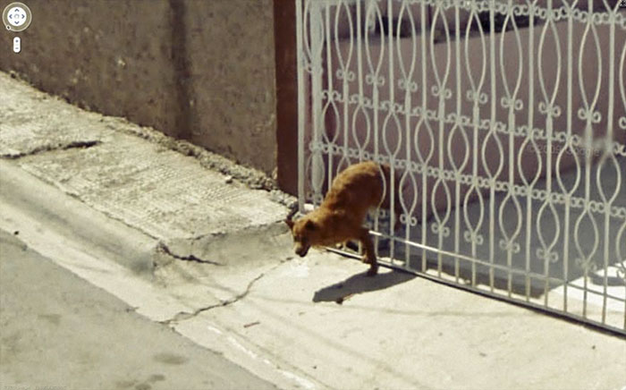 https://www.ipnoze.com/wp-content/uploads/2019/07/animaux-sur-google-street-view-029.jpg