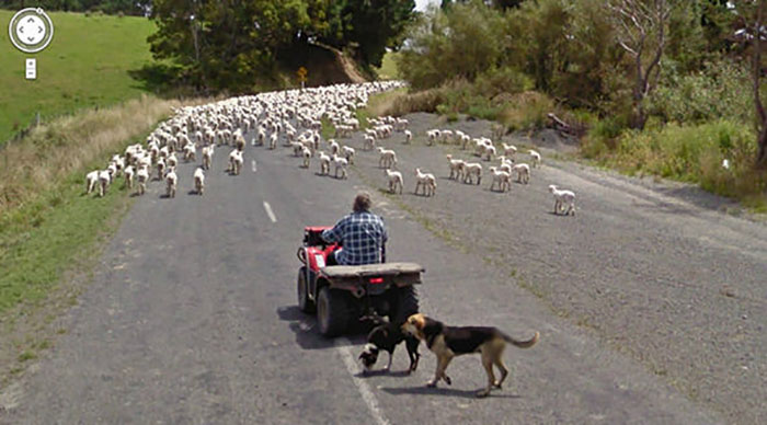 https://www.ipnoze.com/wp-content/uploads/2019/07/animaux-sur-google-street-view-030.jpg