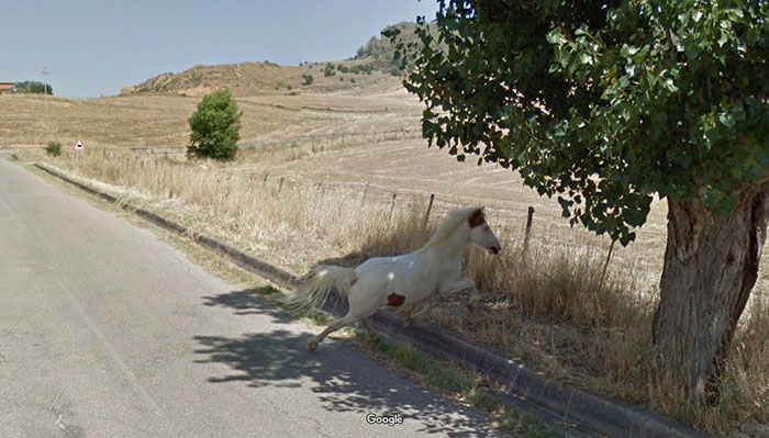 https://www.ipnoze.com/wp-content/uploads/2019/07/animaux-sur-google-street-view-034.jpg