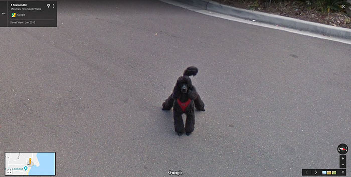 https://www.ipnoze.com/wp-content/uploads/2019/07/animaux-sur-google-street-view-036.jpg