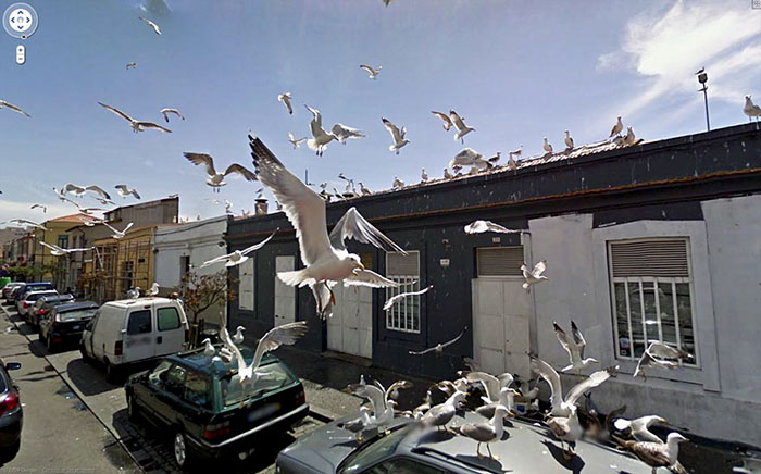 https://www.ipnoze.com/wp-content/uploads/2019/07/animaux-sur-google-street-view-037.jpg