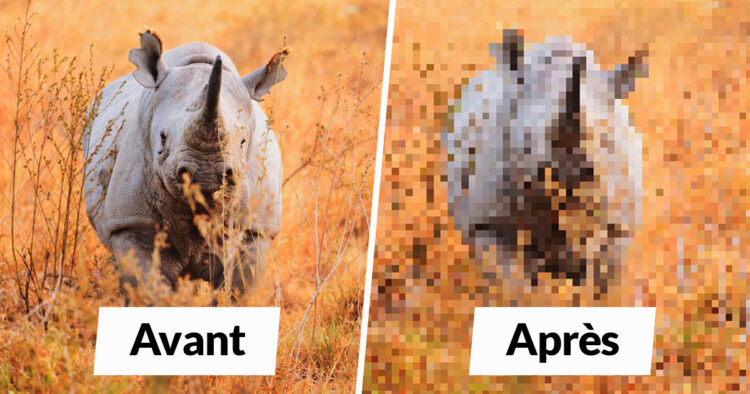 22 images qui sont composées d’autant de pixels qu’il y a d’animaux ...