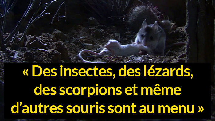 Voici la souris la plus redoutable du monde qui chasse les scorpions et  hurle à la lune - ipnoze