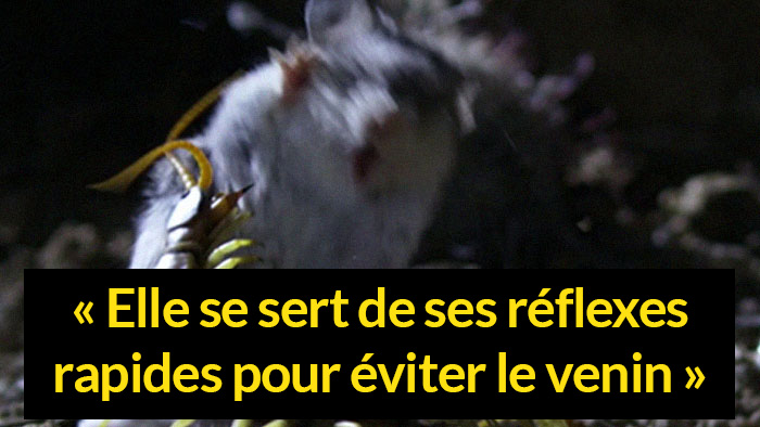 Voici la souris la plus redoutable du monde qui chasse les scorpions et  hurle à la lune - ipnoze