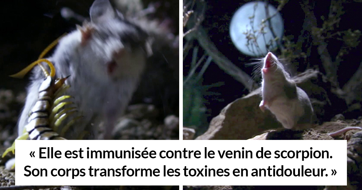 Voici la souris la plus redoutable du monde qui chasse les scorpions et  hurle à la lune - ipnoze