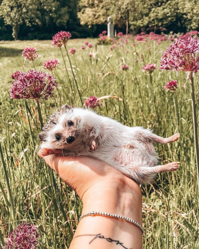 33 photos d’un hérisson adorable suivi par plus de 1,5 million de ...