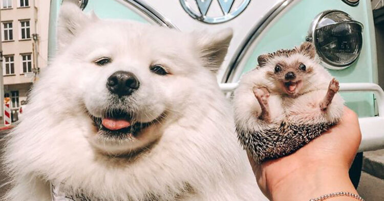 33 photos d’un hérisson adorable suivi par plus de 1,5 million de ...