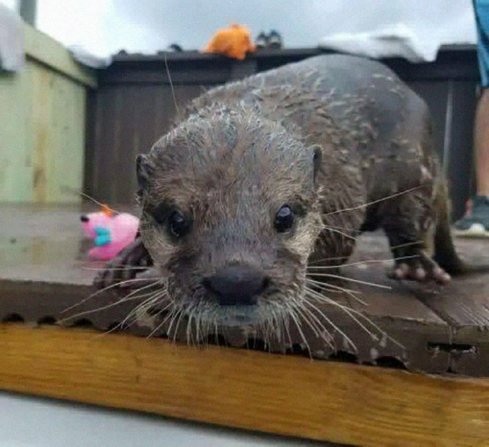 VIDEO. Un bébé loutre abandonné apprend à nager avec les humains