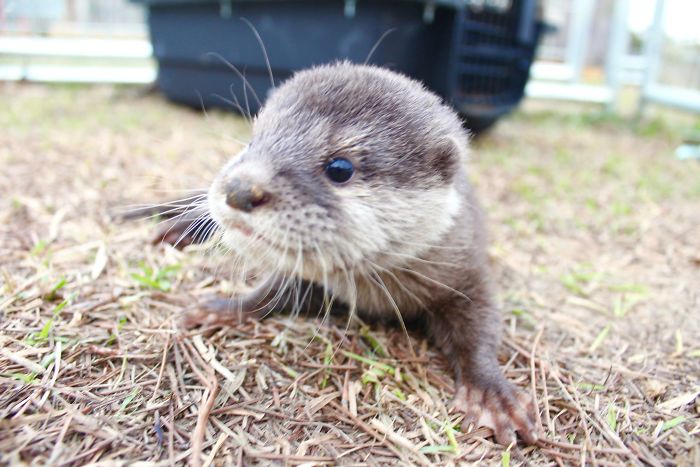 VIDEO. Un bébé loutre abandonné apprend à nager avec les humains