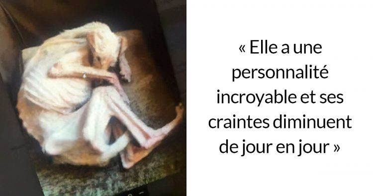 Cette chienne a été trouvée dans la rue au bord de la mort, mais elle s