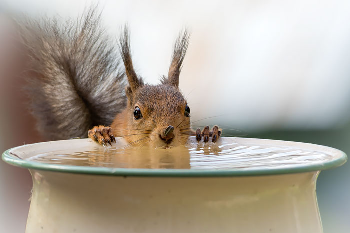 22 photos adorables pour clbrer la Journe d'apprciation des cureuils -  ipnoze