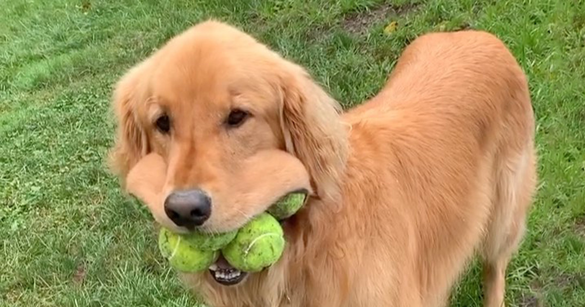 Ce chien tient 6 balles de tennis dans sa gueule, nouveau record