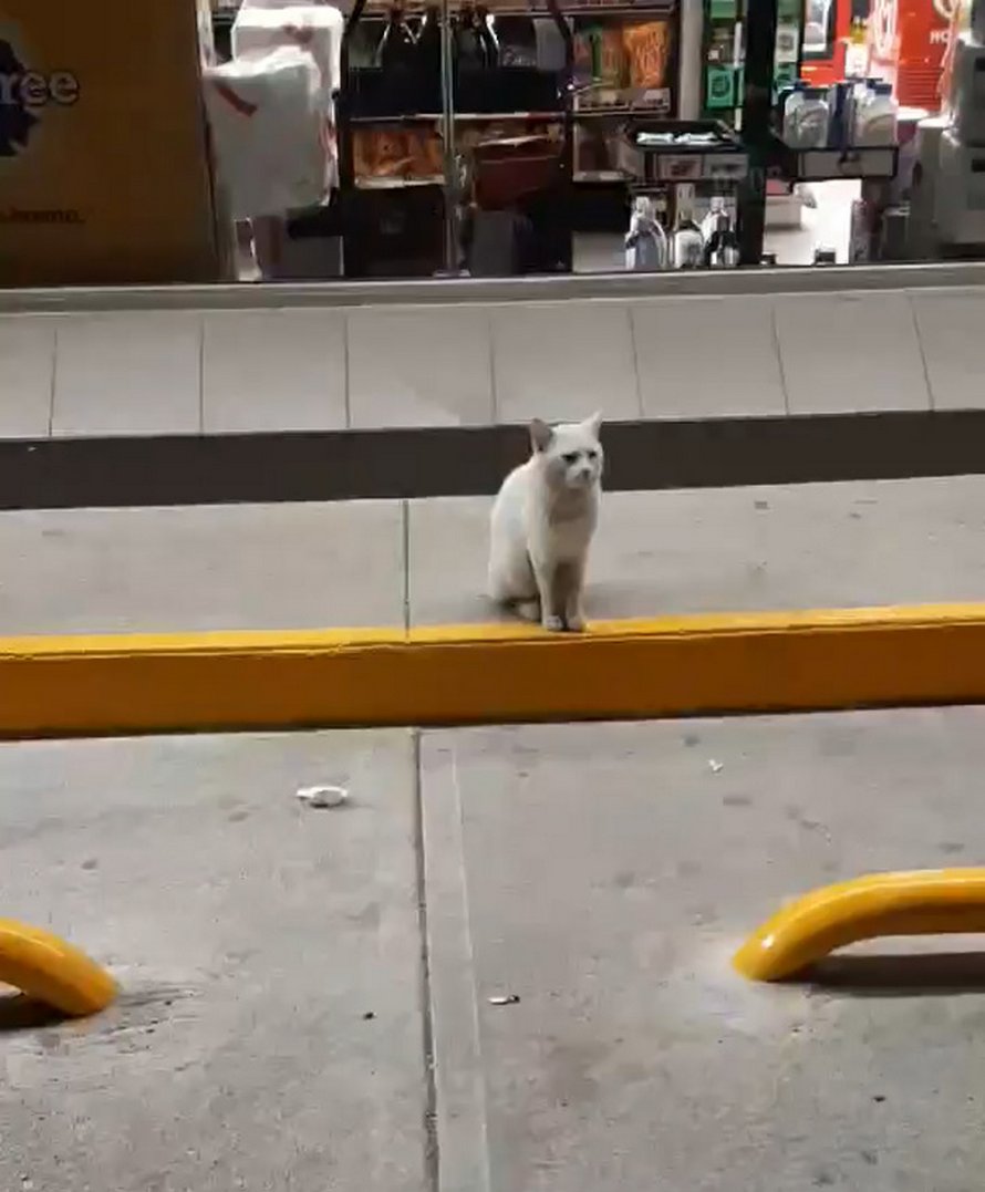 Хитрый кот в мексике живет 5. Бездомные котята. Бездомный кот который у него нет денег и он ищет свой дом.