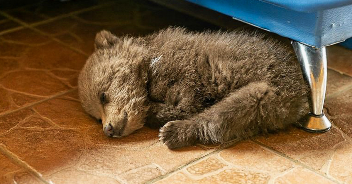 Un ourson perdu arrive dans une ferme et les autorités suggèrent