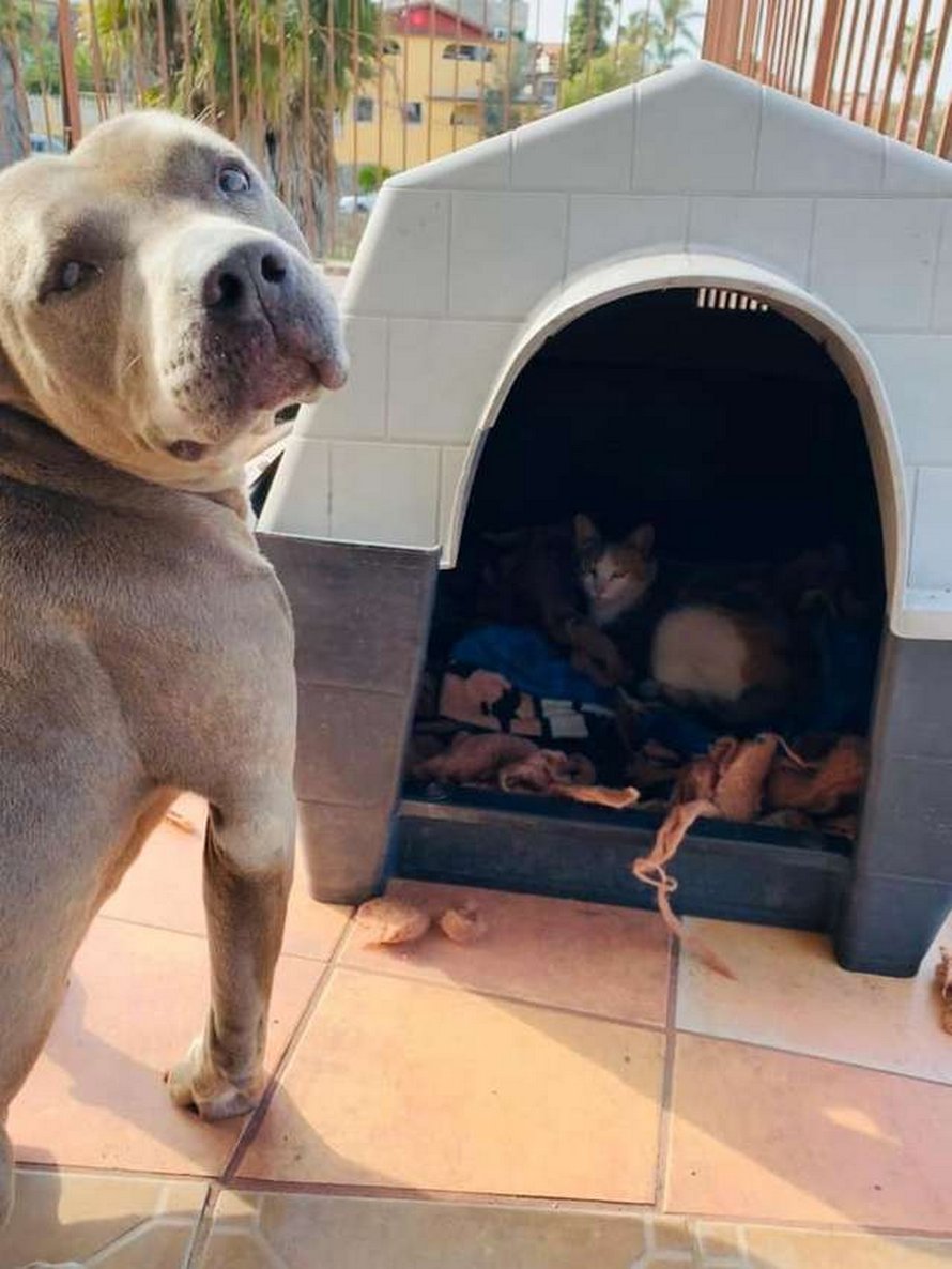 https://www.ipnoze.com/wp-content/uploads/2020/04/pitbull-invite-chatte-errante-donner-naissance-niche-hades-003.jpg