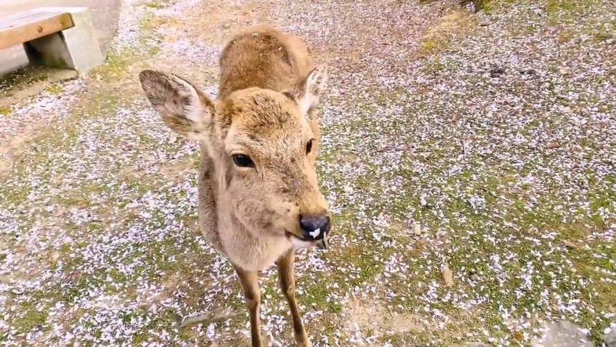 https://www.ipnoze.com/wp-content/uploads/2020/05/cerfs-sika-fleurs-parc-de-nara-japon-000.jpg