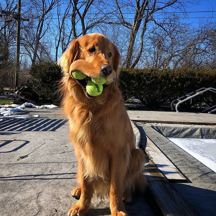 Ce chien tient 6 balles de tennis dans sa gueule, nouveau record