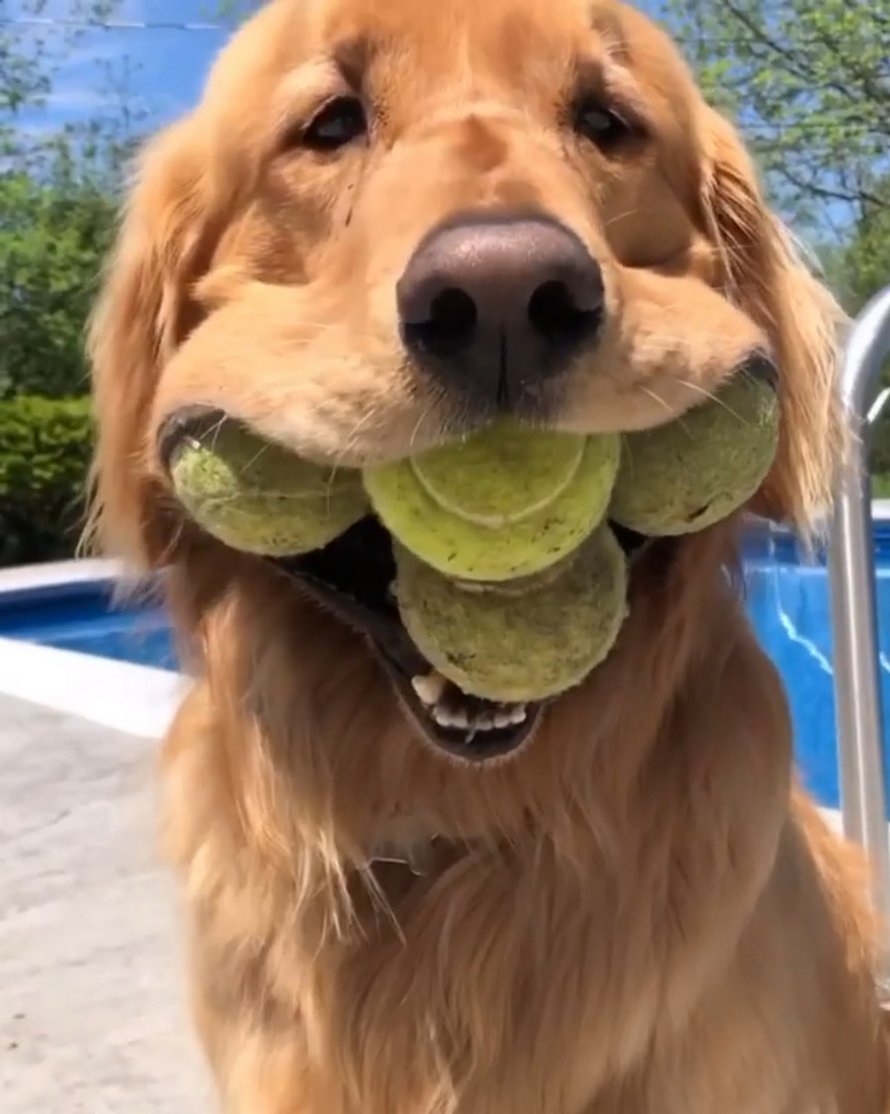 Ce chien tient 6 balles de tennis dans sa gueule, nouveau record