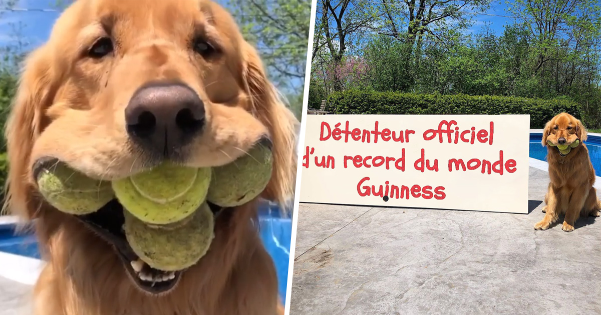 Un chien heureux avec ses balles de tennis