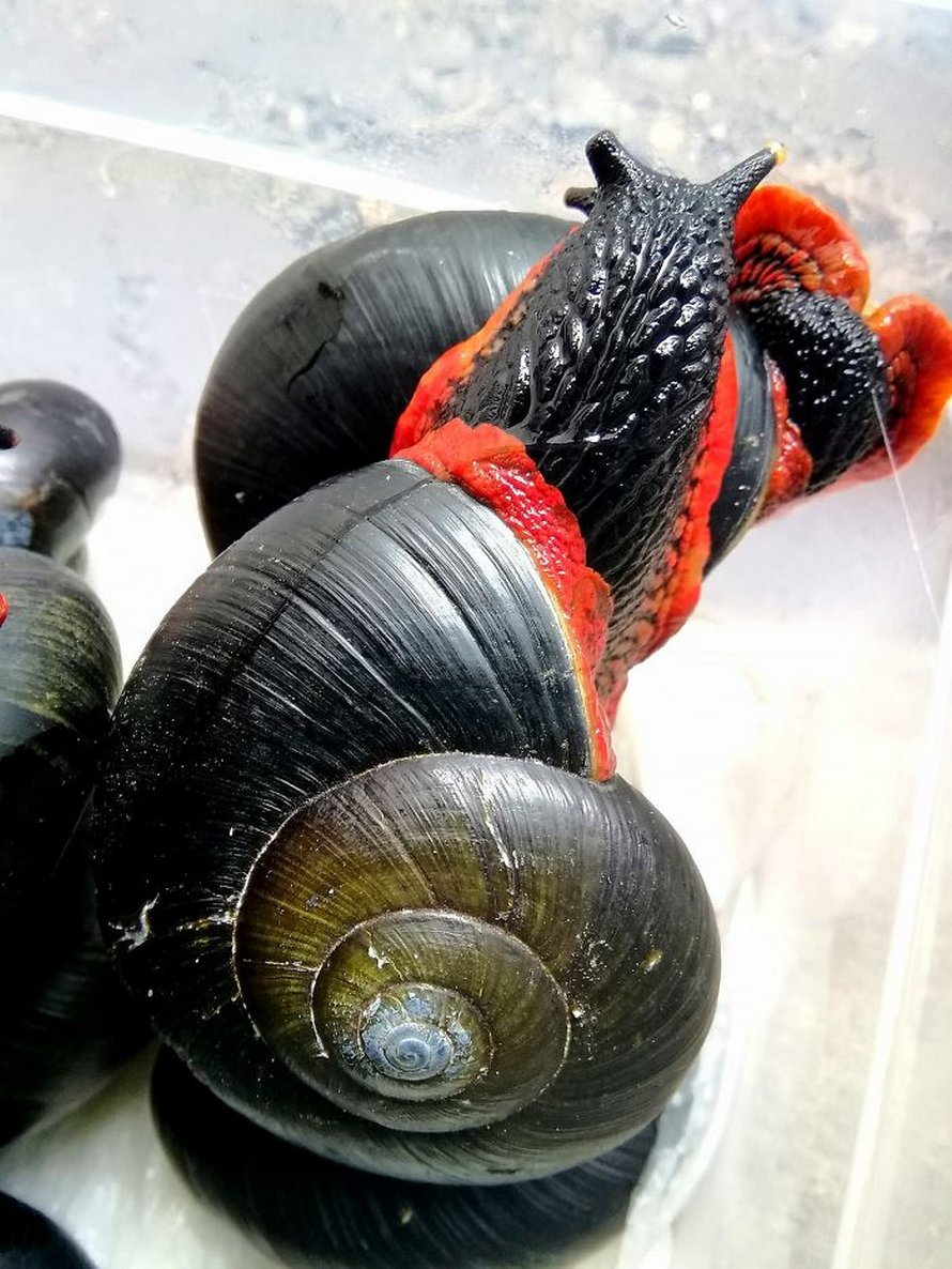 5 faits insolites sur les escargots - Depuis mon hamac