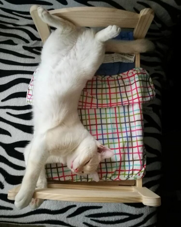 IKEA vend de petits lits pour les poup?�es d�??enfants, mais ces 30 personnes les ont achet?�s pour 