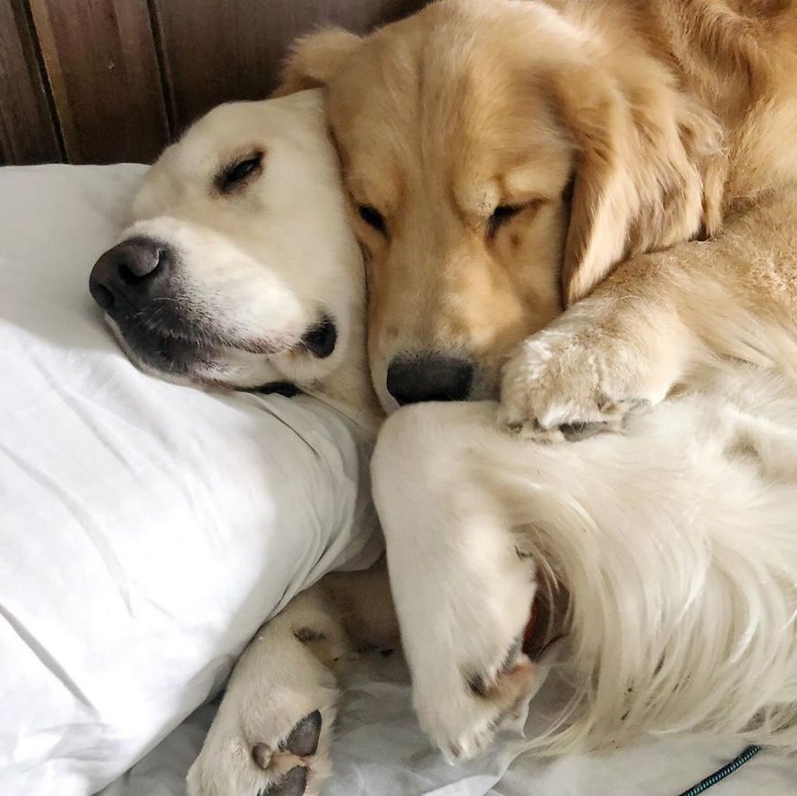 https://www.ipnoze.com/wp-content/uploads/2020/06/chiens-golden-retrievers-dorment-ensemble-charlieandbodie-009.jpg