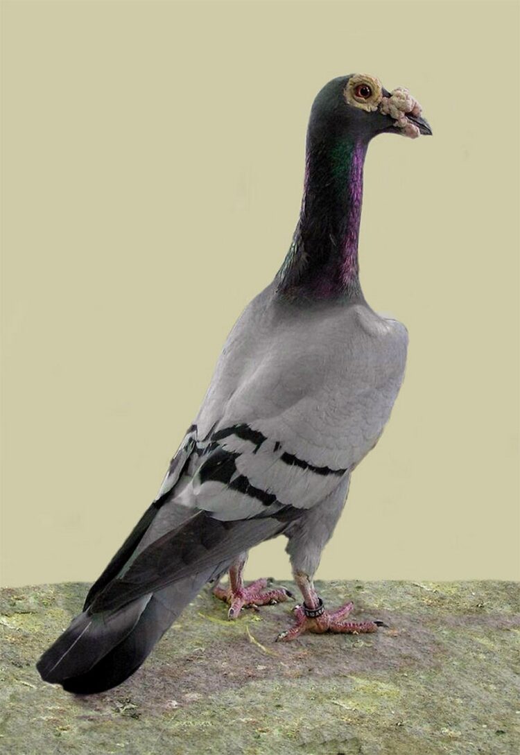 Voici certaines des plus belles espèces de pigeons du monde ipnoze