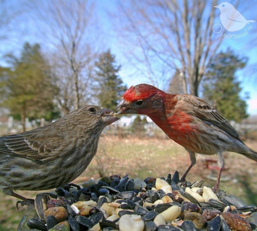 Une femme installe une caméra sur une mangeoire dans son jardin et ces 22  photos sont hors du commun - ipnoze