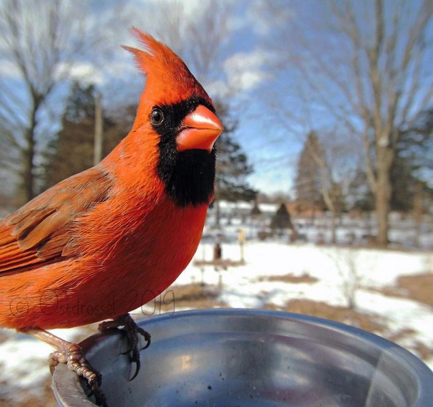 Une femme installe une caméra sur une mangeoire dans son jardin et ces 22  photos sont hors du commun - ipnoze