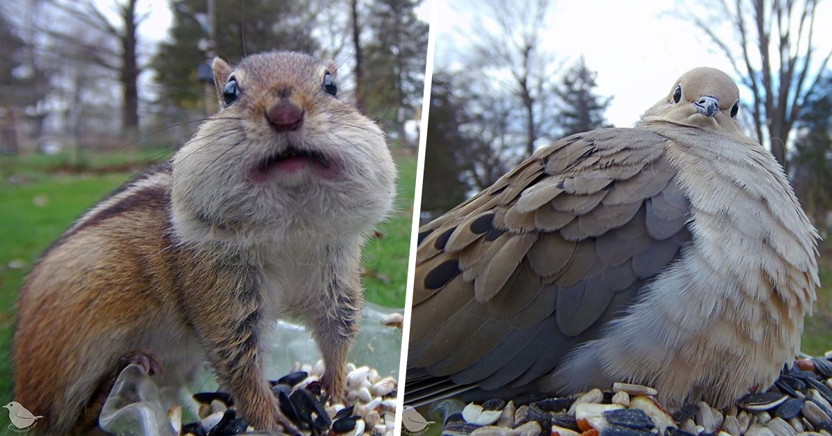 Une mangeoire avec caméra pour prendre en photo les oiseaux du jardin