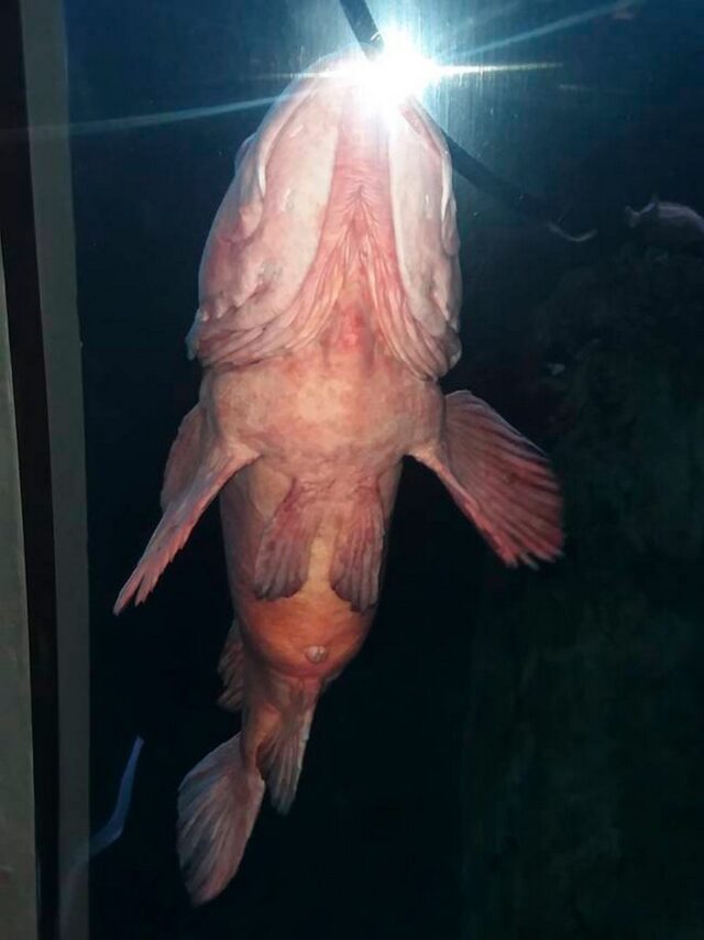 Un Poisson P nis Surprend Les Visiteurs D un Aquarium Par Son 