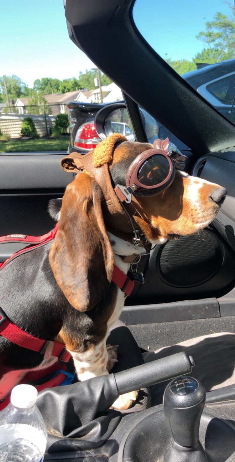 https://www.ipnoze.com/wp-content/uploads/2020/07/chien-porte-lunettes-promenades-voiture-decapotable-copper-002-750x1476.jpg