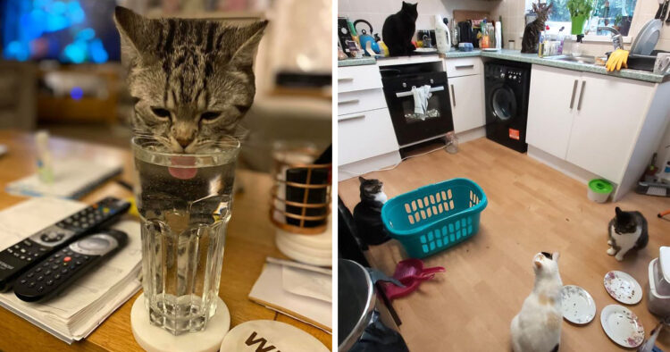 Tu vas adorer ces photos « ma maison, pas mon chat » si tu as déjà rêvé