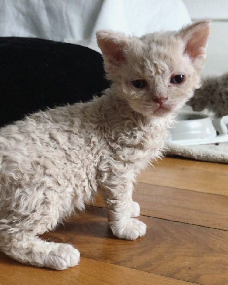 ces-chatons-boucl-s-sont-tr-s-diff-rents-de-ceux-que-vous-voyez