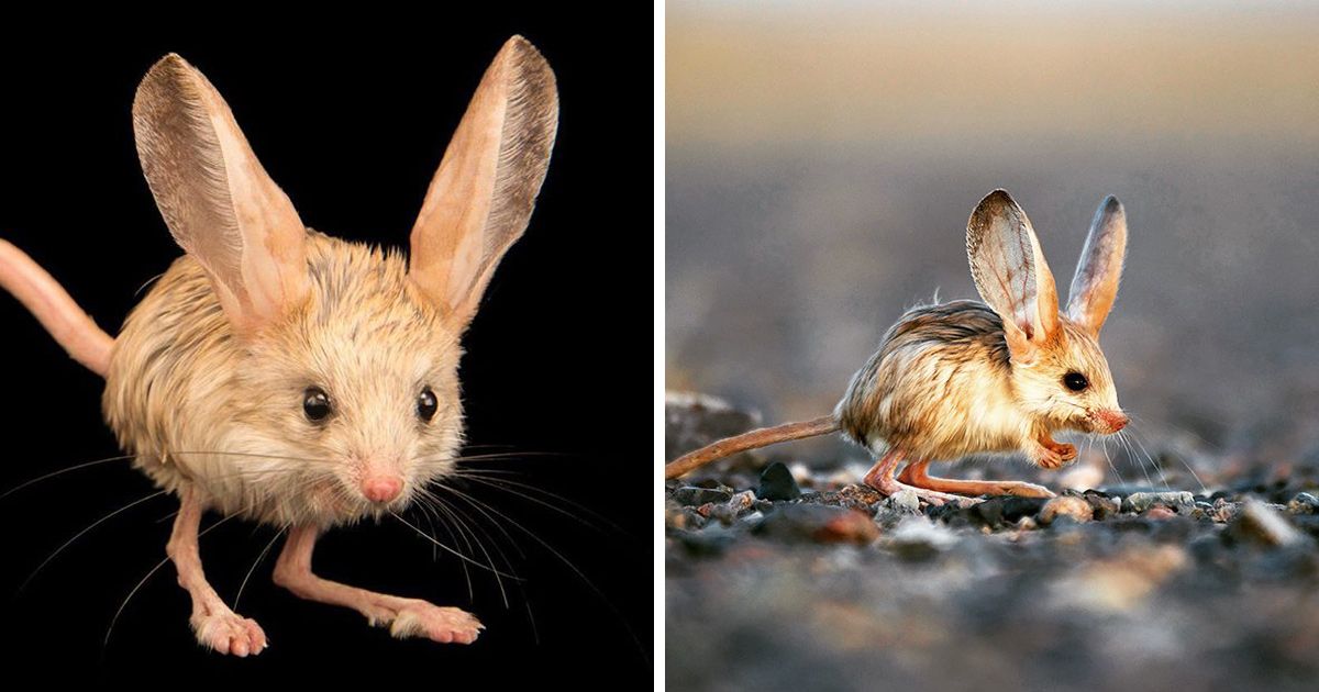 Une Souris Avec De Grandes Oreilles Roses Se Dresse Sur Un Fond