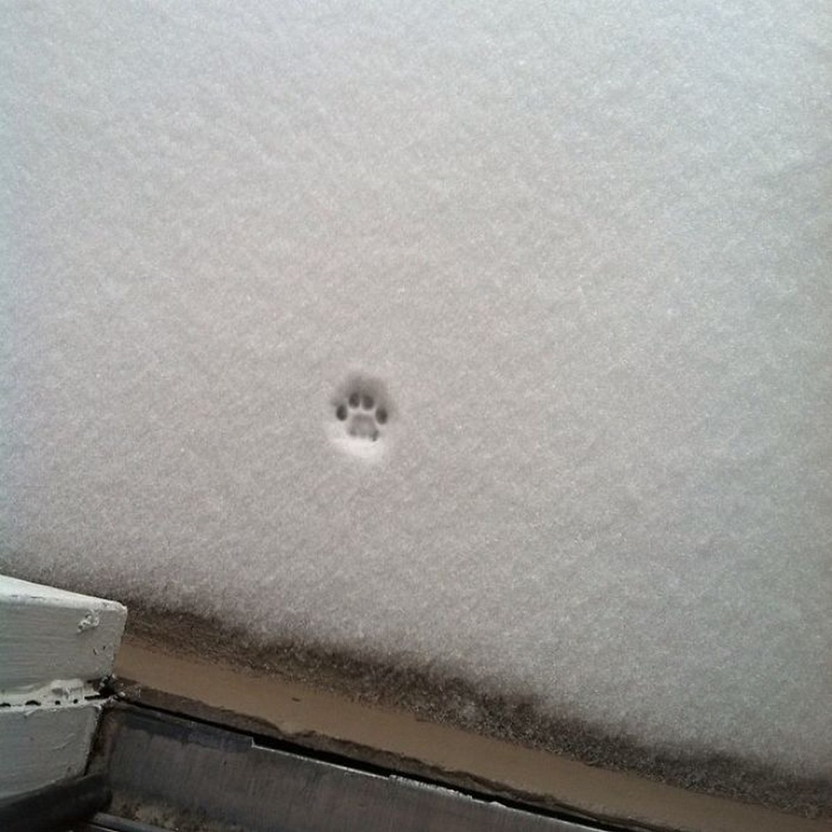 Ce que mon chat pense de la neige