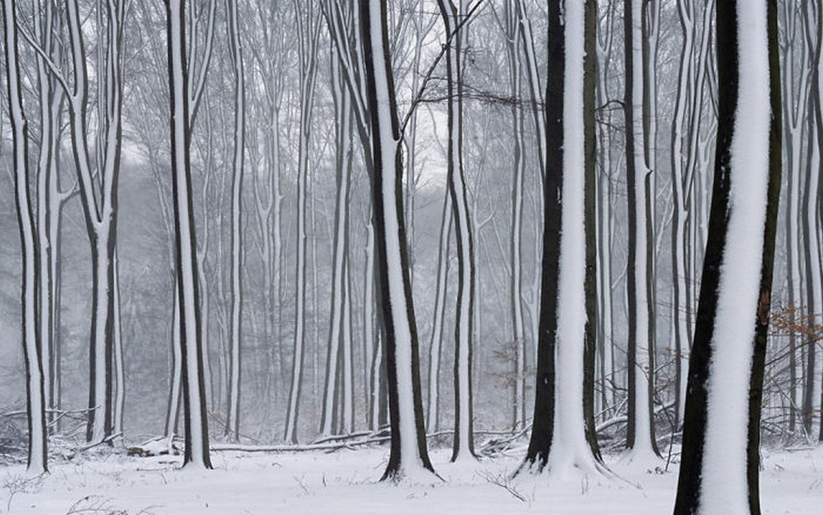 Des arbres rayés par la neige