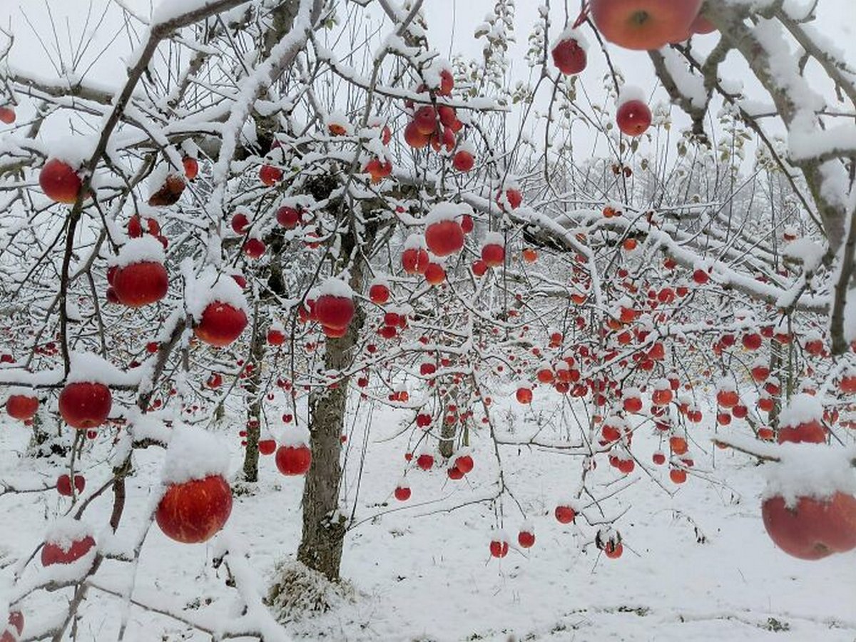 Un verger de pommiers après une chute de neige